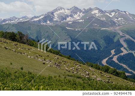flock of sheep grazing on mountainside 92494476
