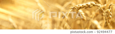Ears of wheat close-up. Wheat field on a summer day. Harvest period Ears of wheat close-up. Wheat field on a summer day. Harvest period 92494477