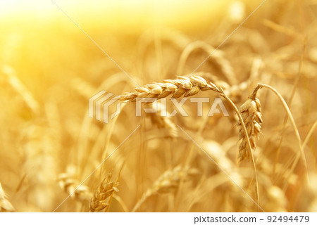 Ears of wheat close-up. Wheat field on a summer day. Harvest period Ears of wheat close-up. Wheat field on a summer day. Harvest period 92494479
