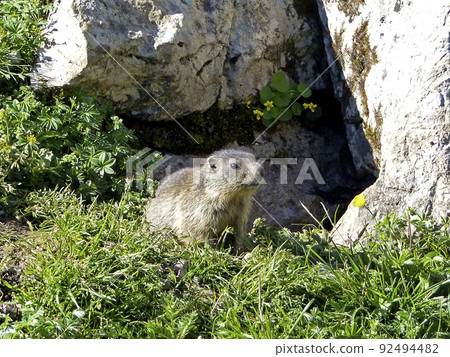 Alpine marmot (Marmota marmota) in high mountains in Bavaria, Germany Alpine marmot (Marmota marmota) in high mountains in Bavaria, Germany 92494482