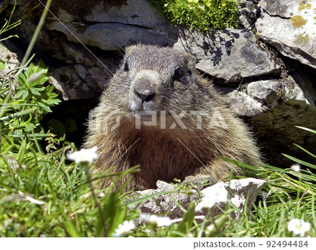 Alpine marmot (Marmota marmota) in high mountains in Bavaria, Germany Alpine marmot (Marmota marmota) in high mountains in Bavaria, Germany 92494484