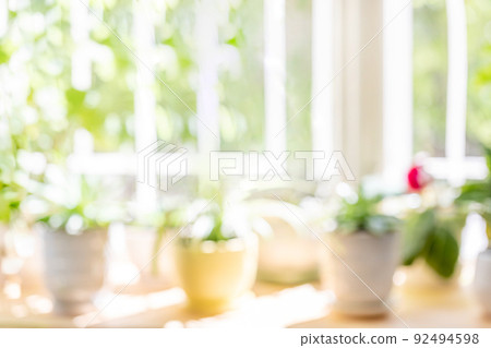 Blurred background of set of sunlit green house plants on wooden window in sunny summer day. Home garden on sill. Interior with house plants idea. Home design, home decoration. Copy space. 92494598