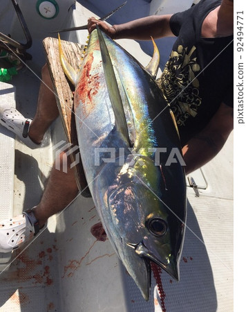 Tuna caught on Kume Island 92494771