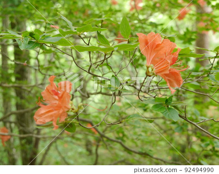 山杜鵑花 山杜鵑花 92494990