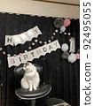 Birthday calico cat 92495055
