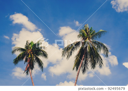 Summer nature scene. nice palm trees in the blue sunny sky Summer nature scene. nice palm trees in the blue sunny sky 92495679