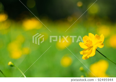 Yellow cosmos flowers with nature landscape background. cosmos flower close up view Yellow cosmos flowers with nature landscape background. cosmos flower close up view 92495944
