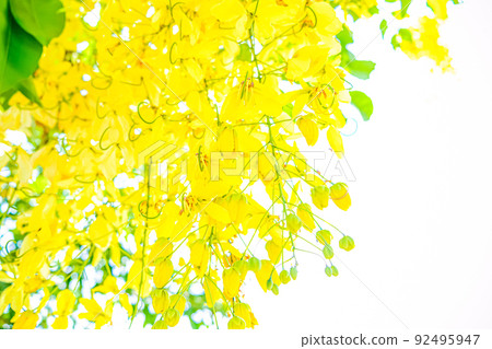 Yellow flowers in bloom. Beautiful bouquet with tropical flowers and plants on white background. Yellow wisteria. 92495947