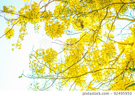 Yellow flowers in bloom. Beautiful bouquet with tropical flowers and plants on white background. Yellow wisteria. Yellow flowers in bloom. Beautiful bouquet with tropical flowers and plants on white background. Yellow wisteria. 92495950