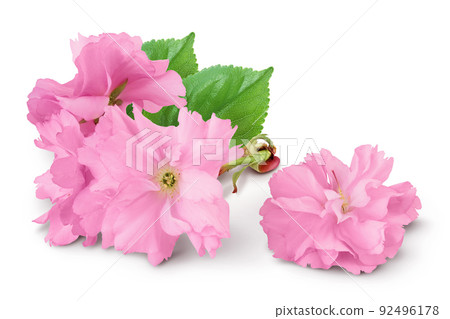 Sakura flower cherry blossom isolated on white background with full depth of field 92496178