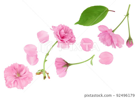 Sakura flower cherry blossom isolated on white background with full depth of field. Top view. Flat lay Sakura flower cherry blossom isolated on white background with full depth of field. Top view. Flat lay 92496179