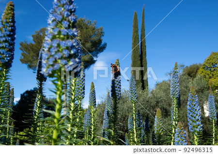 Vulcan butterfly (Vanessa atalanta) on a large Echium candicans Fastuosum with blue flowers in a garden on the French riviera in April 92496315