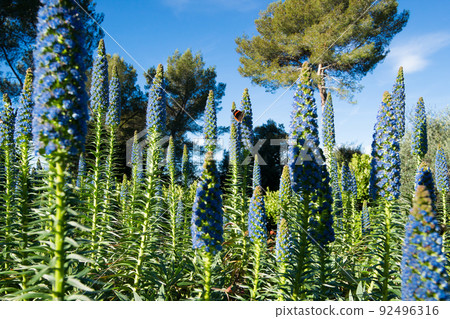 Vulcan butterfly (Vanessa atalanta) on a large Echium candicans Fastuosum with blue flowers in a garden on the French riviera in April 92496316