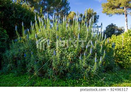 Echium candicans Fastuosum with blue flowers in a garden on the French riviera in April Echium candicans Fastuosum with blue flowers in a garden on the French riviera in April 92496317
