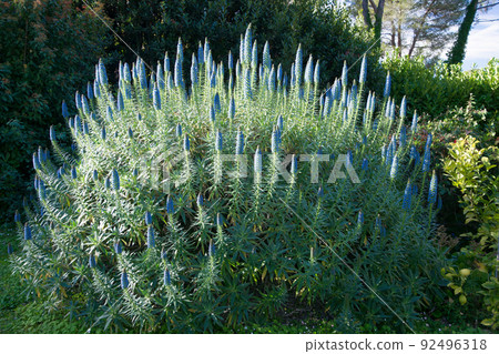Echium candicans Fastuosum with blue flowers in a garden on the French riviera in April 92496318