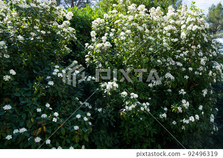 Tin laurel (Viburnum tinus) blooming 92496319