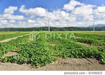 Photographing the scenery of a pumpkin field where flowers have begun to bloom in Esashi, Hokkaido in the summer Photographing the scenery of a pumpkin field where flowers have begun to bloom in Esashi, Hokkaido in the summer 92496925