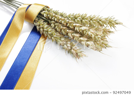 Bundle of ripe wheat spikelets tied with a blue and yellow ribbon isolated on white. Ukrainian country symbol. Bundle of ripe wheat spikelets tied with a blue and yellow ribbon isolated on white. Ukrainian country symbol. 92497049