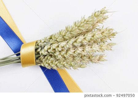 Bundle of ripe wheat spikelets tied with a blue and yellow ribbon isolated on white. Ukrainian country symbol.  92497050