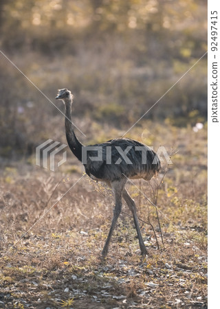 Greater Rhea, Rhea americana, Pantanal,Brazil 92497415