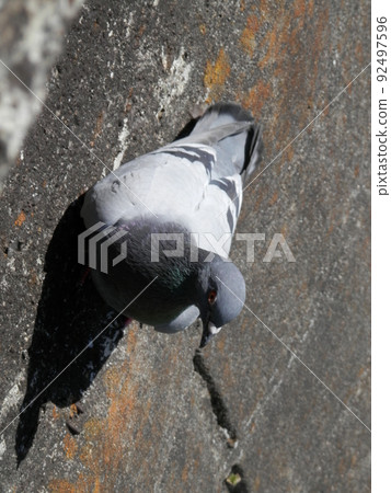 A "pigeon" dexterously clinging to a nearly vertical wall A "pigeon" dexterously clinging to a nearly vertical wall 92497596