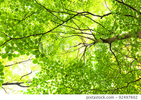Sunbeams through the fresh green and the sun Forest bathing 92497602