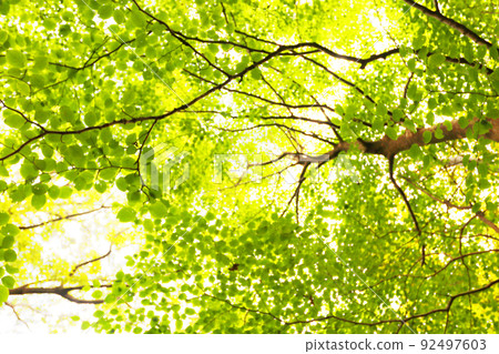 Sunbeams through the fresh green and the sun Forest bathing 92497603