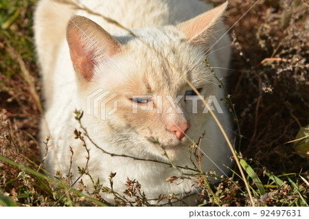Creamy beige and white cat resting on the grass and looking at the camera Creamy beige and white cat resting on the grass and looking at the camera 92497631