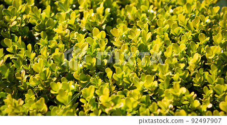 Portulacaria afra porkbush jade plant with green succulent leaves 92497907