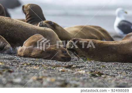 Sea lion puppy, on beach breeding colony,Peninsula Valdes, Patagonia Sea lion puppy, on beach breeding colony,Peninsula Valdes, Patagonia 92498089