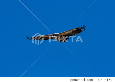 Griffon vultures, Gyps fulvus flying around the Serrania de Cuenca at Una, Spain. Griffon vultures, Gyps fulvus flying around the Serrania de Cuenca at Una, Spain. 92498160