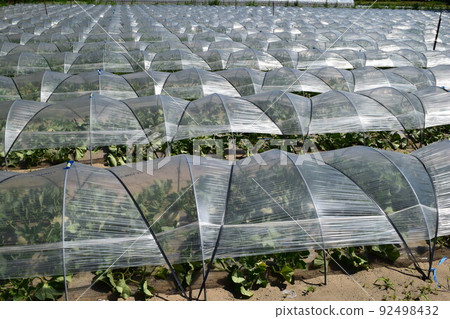 Tunnel cultivation Shonai, Yamagata Prefecture Tunnel cultivation Shonai, Yamagata Prefecture 92498432