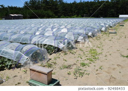 Tunnel cultivation Shonai, Yamagata Prefecture Tunnel cultivation Shonai, Yamagata Prefecture 92498433