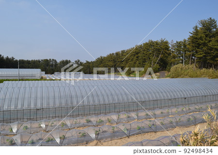 Tunnel cultivation Shonai, Yamagata Prefecture 92498434