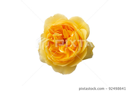 big yellow rose flowers isolated on white 92498641