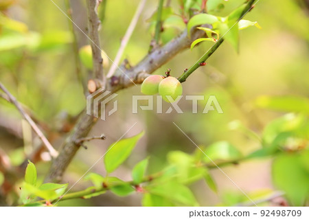 Plum fruit 92498709