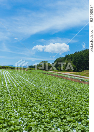 Chinese cabbage field before heading [Nagano Prefecture] 92498984
