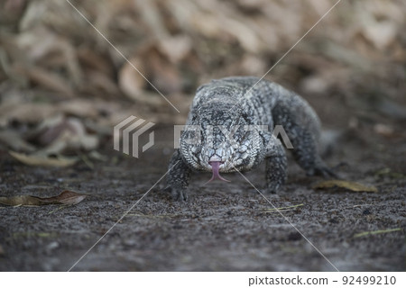 Argentine Black and white Tegu Lizard,Pantanal,Brazil 92499210
