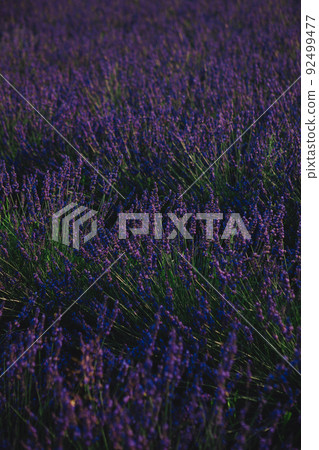 lavender field close up lavender field close up 92499477