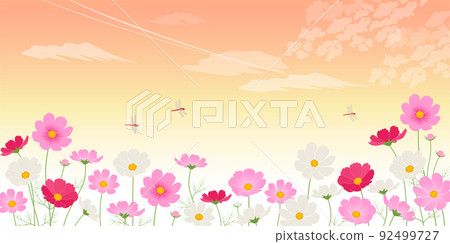 Sunset and cosmos field_image background (2: 1) Sunset and cosmos field_image background (2: 1) 92499727