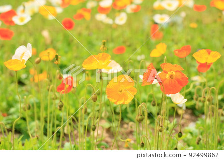 Poppy flowers Poppy flowers 92499862