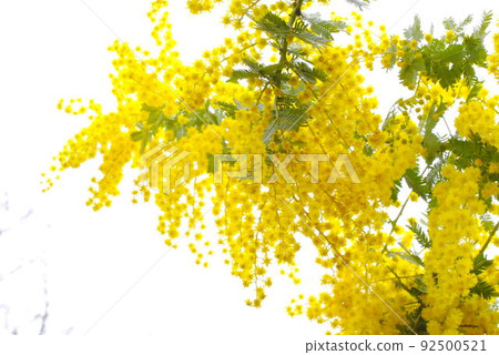 Mimosa flowers that bloom as if falling from the sky Mimosa flowers that bloom as if falling from the sky 92500521