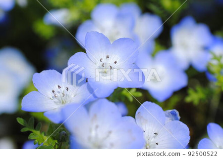 Nemophila watching from nearby Nemophila watching from nearby 92500522