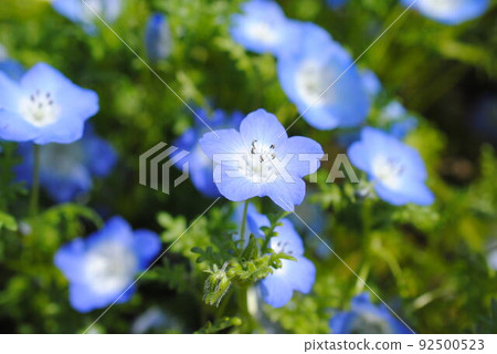 Nemophila blooming in a flock Nemophila blooming in a flock 92500523