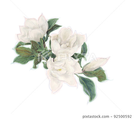 Magnolia Flowers  on White Background. Watercolor . Magnolia Flowers  on White Background. Watercolor . 92500592