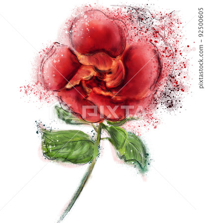 Red Hibiscus Flower Watercolor on White Background 92500605