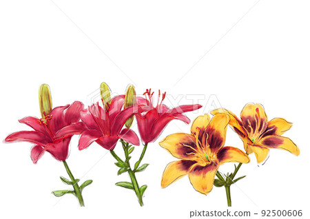 Lily Flowers watercolor illustration on white background 92500606
