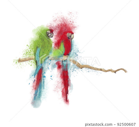 Digital Watercolor painting Macaw Parrots On White 92500607