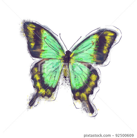 Watercolor Digital Painting of Tropical Butterfly on White Watercolor Digital Painting of Tropical Butterfly on White 92500609