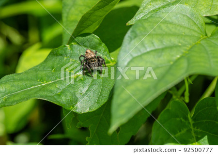 Jumping spider (jumping spider) Jumping spider (jumping spider) 92500777